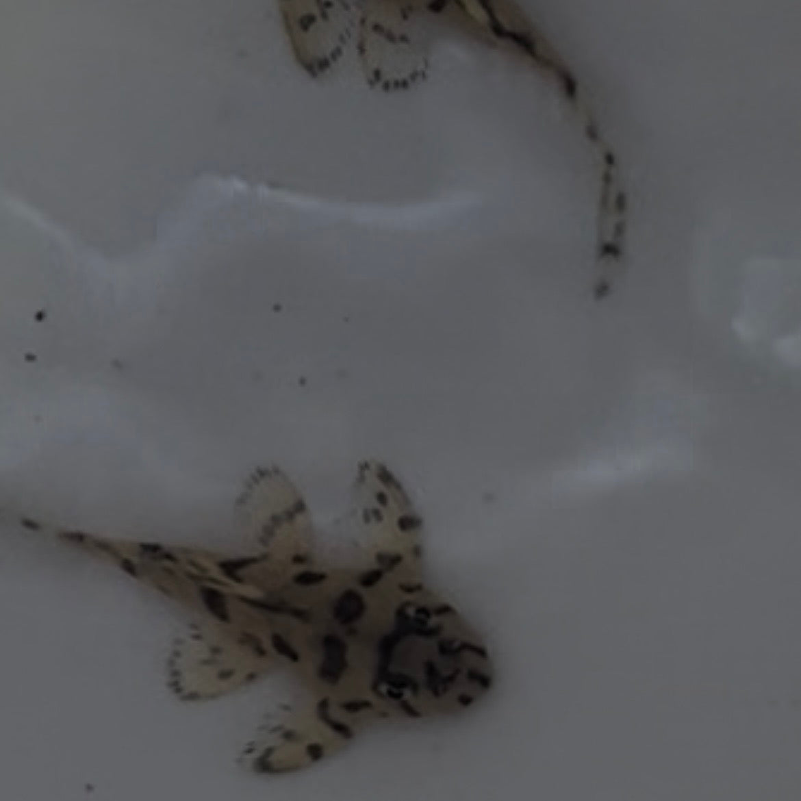L236 Super White (RB line) Pleco