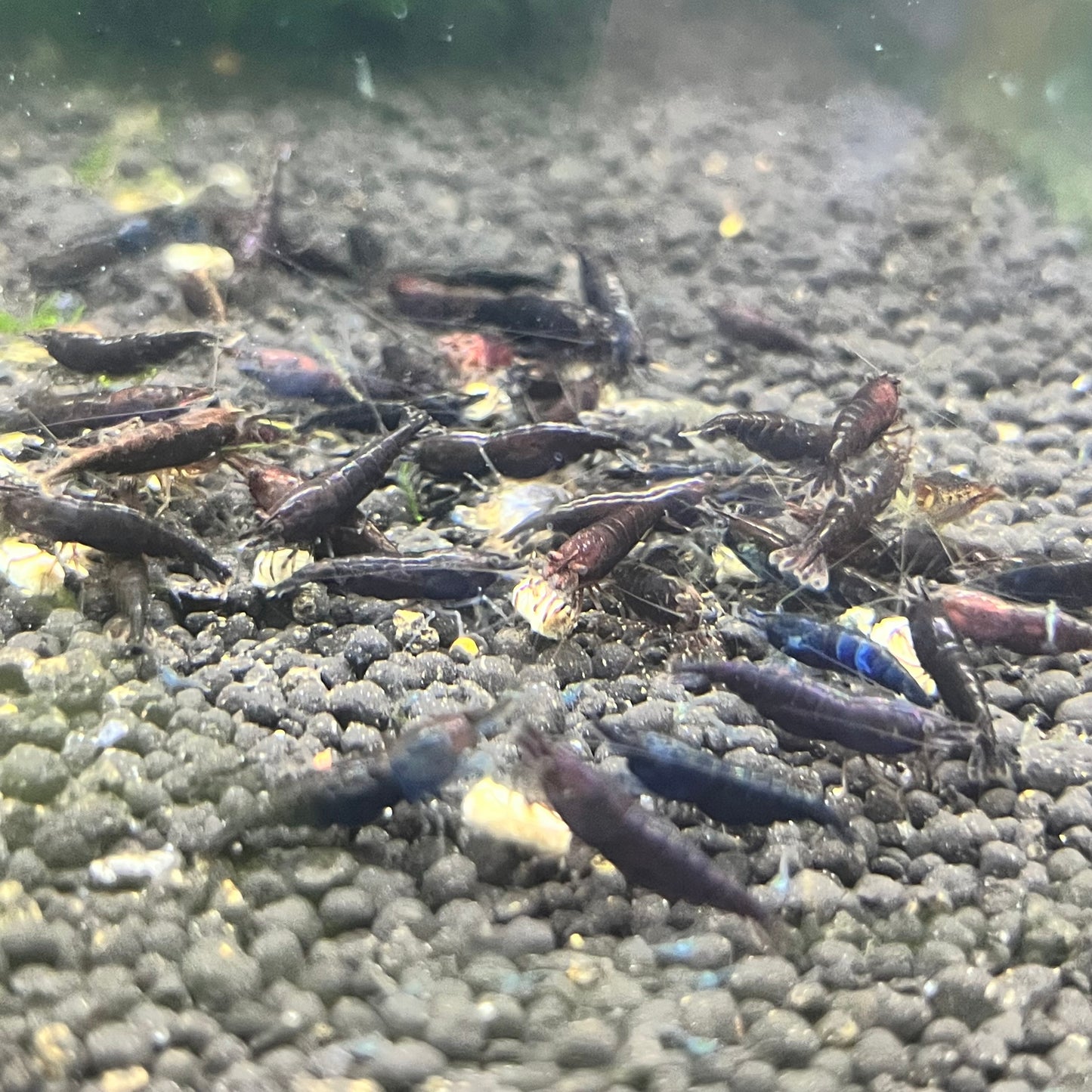 Black Rose Shrimp