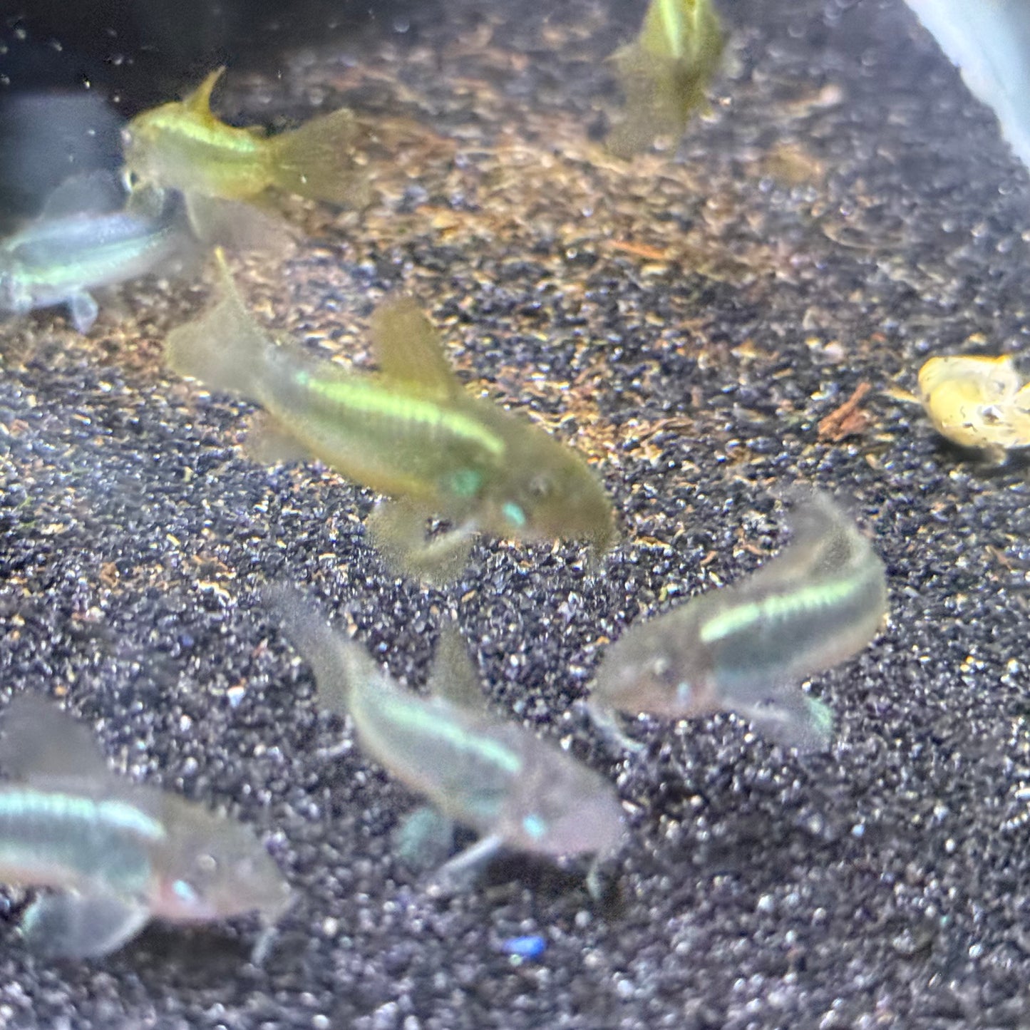 CW009 Green Laser Cory