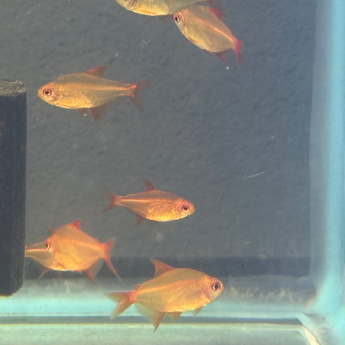 Red Muzel Tetra