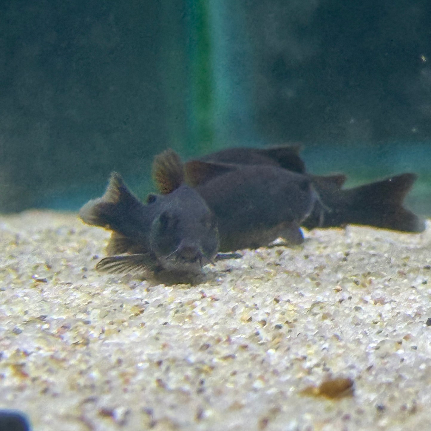 Black Venezuela Cory