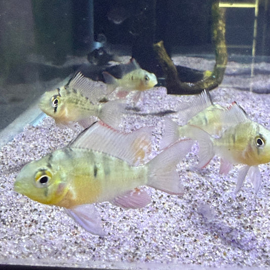 Bolivian Ram (Mikrogeophagus Altispinosa)