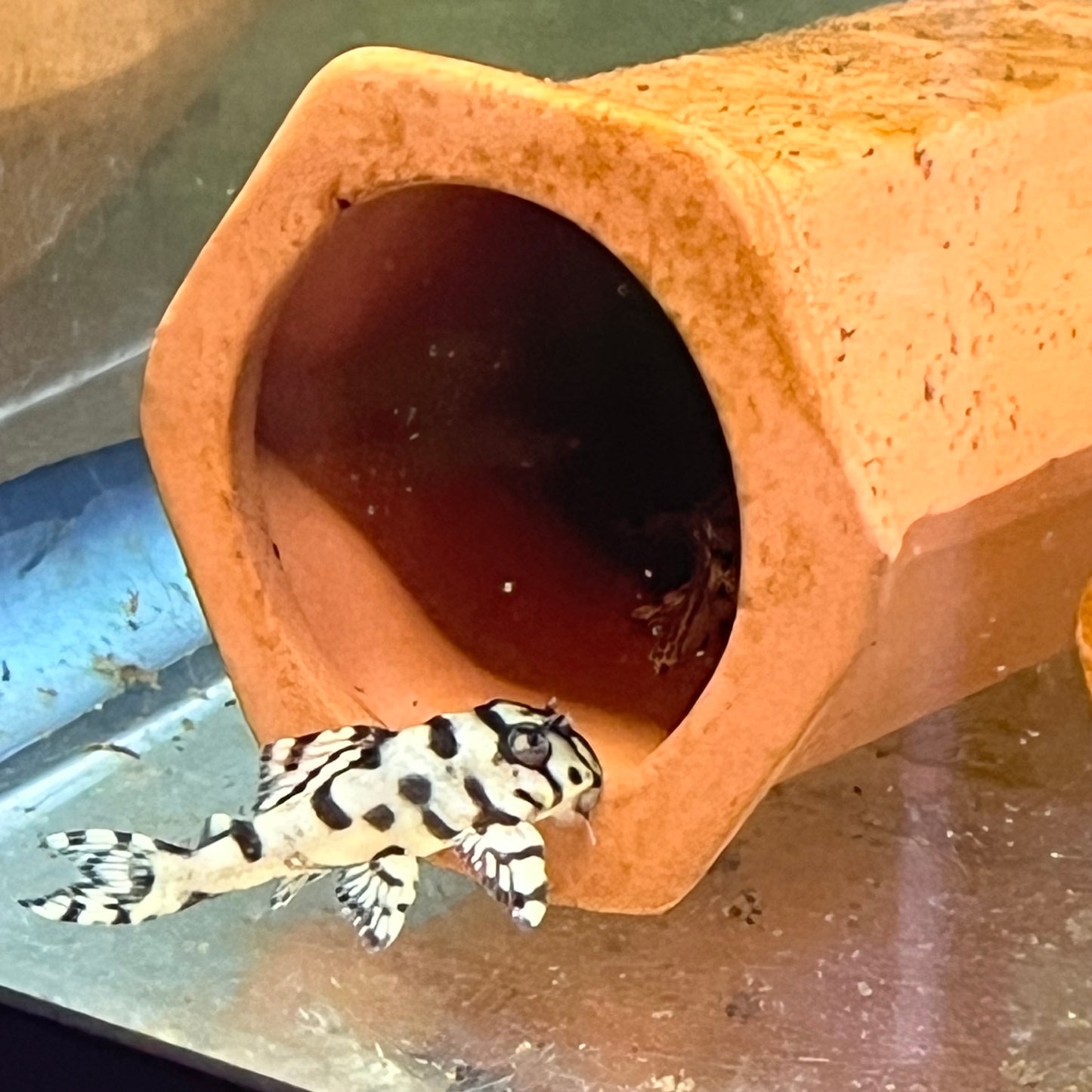 L236 (RB Line) Super White Pleco