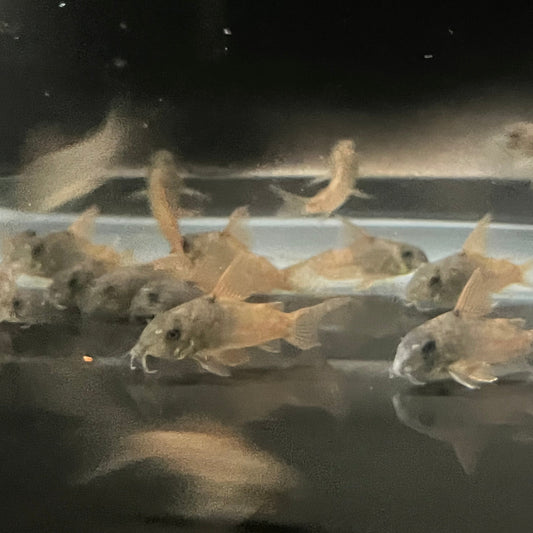 CW217 hobbyist bred