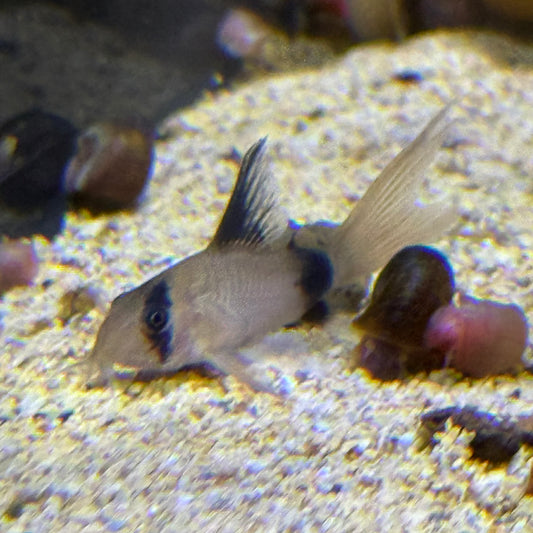 Longfin Panda Cory