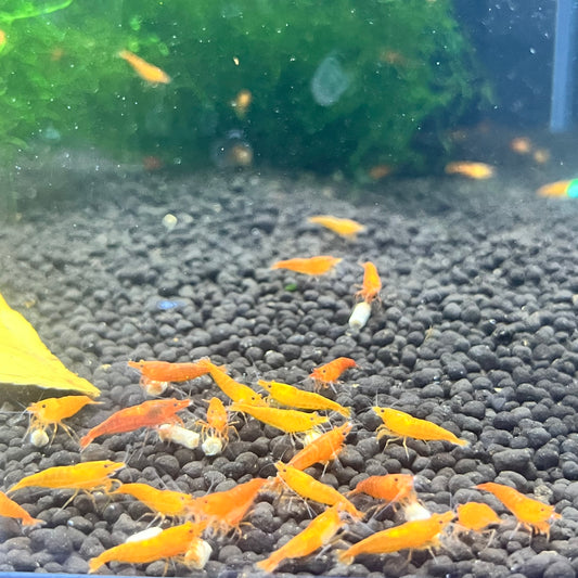 Orange Sunkist Shrimp