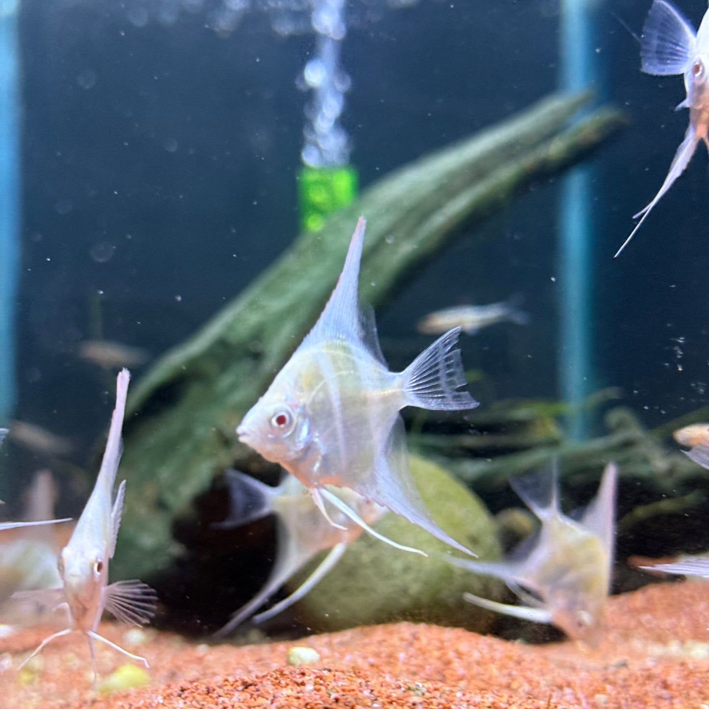 Albino Dantum Angelfish