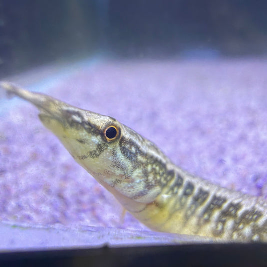 Spiney Peacock Eel