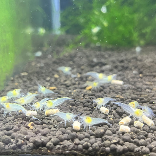 Snowball Shrimp