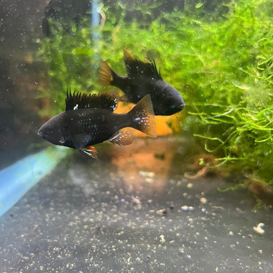 Black Ram