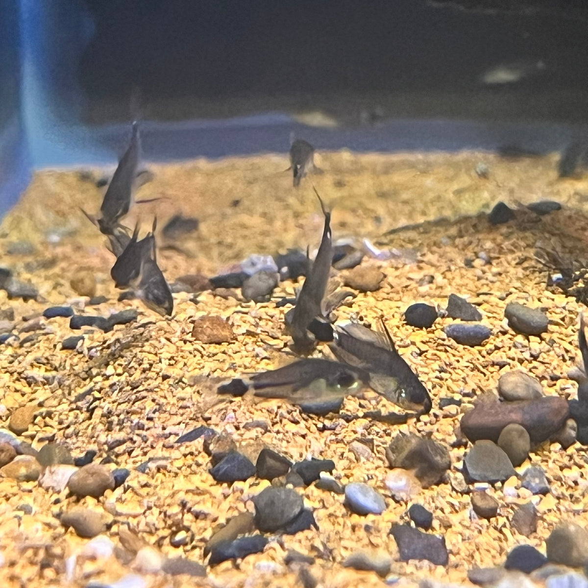 Corydoras Hastatus