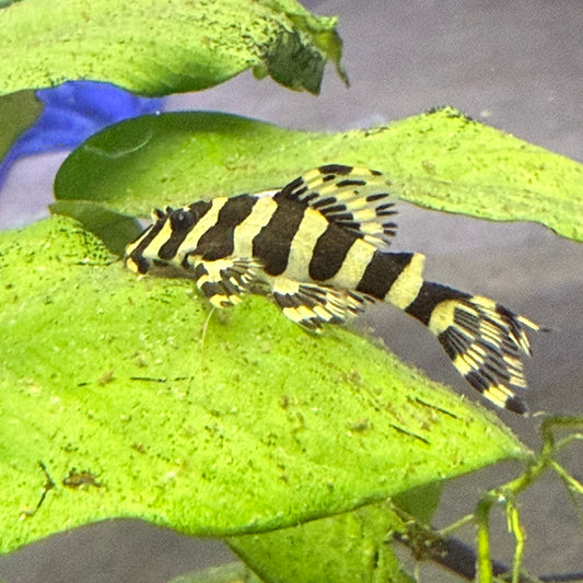L134 Leopard Frog Pleco