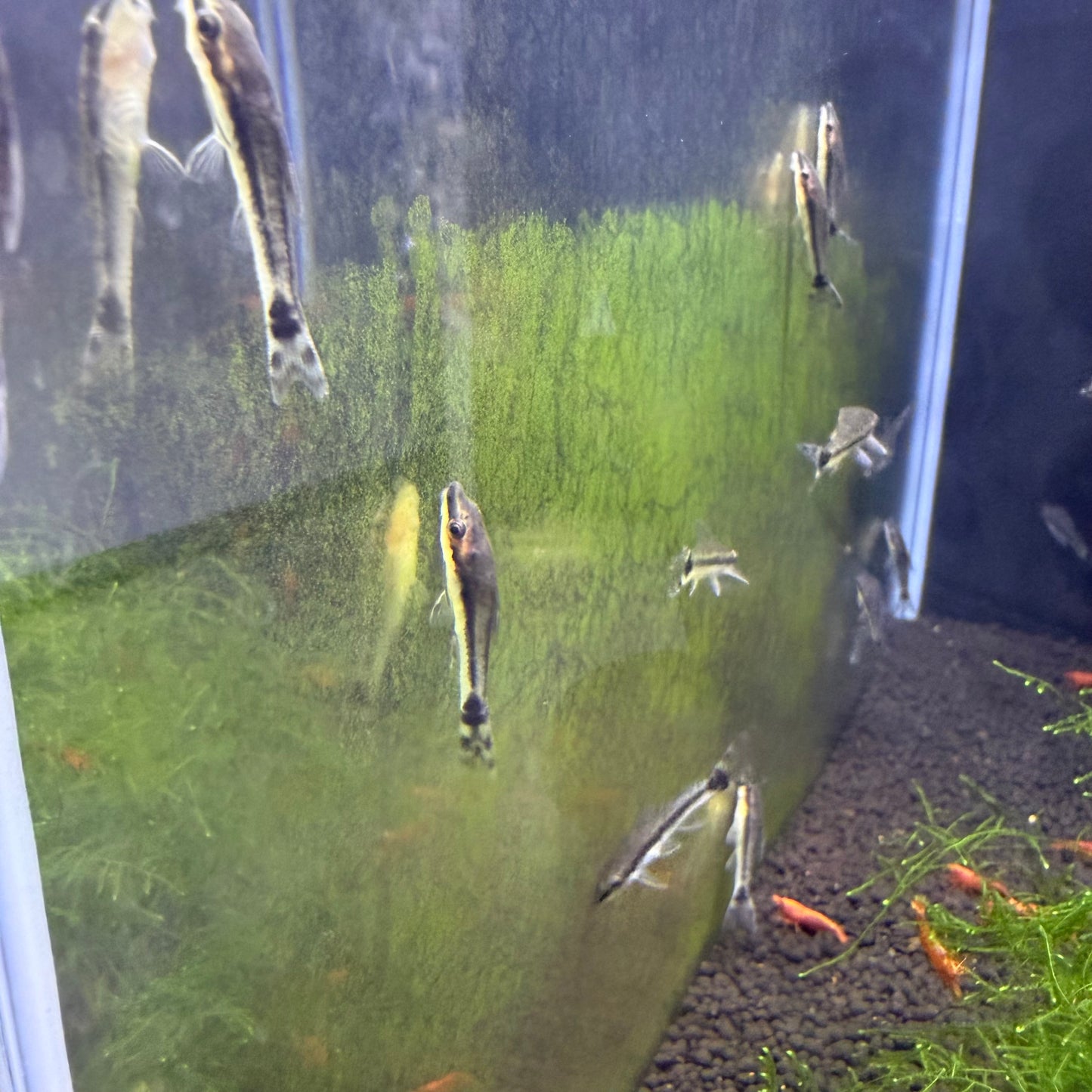 Otocinclus Catfish (Macrotocinclus Affinis)