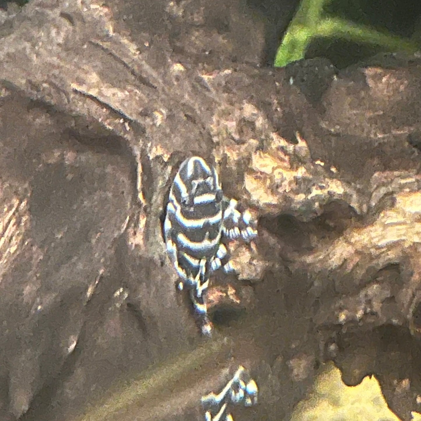 L333 King Tiger Pleco