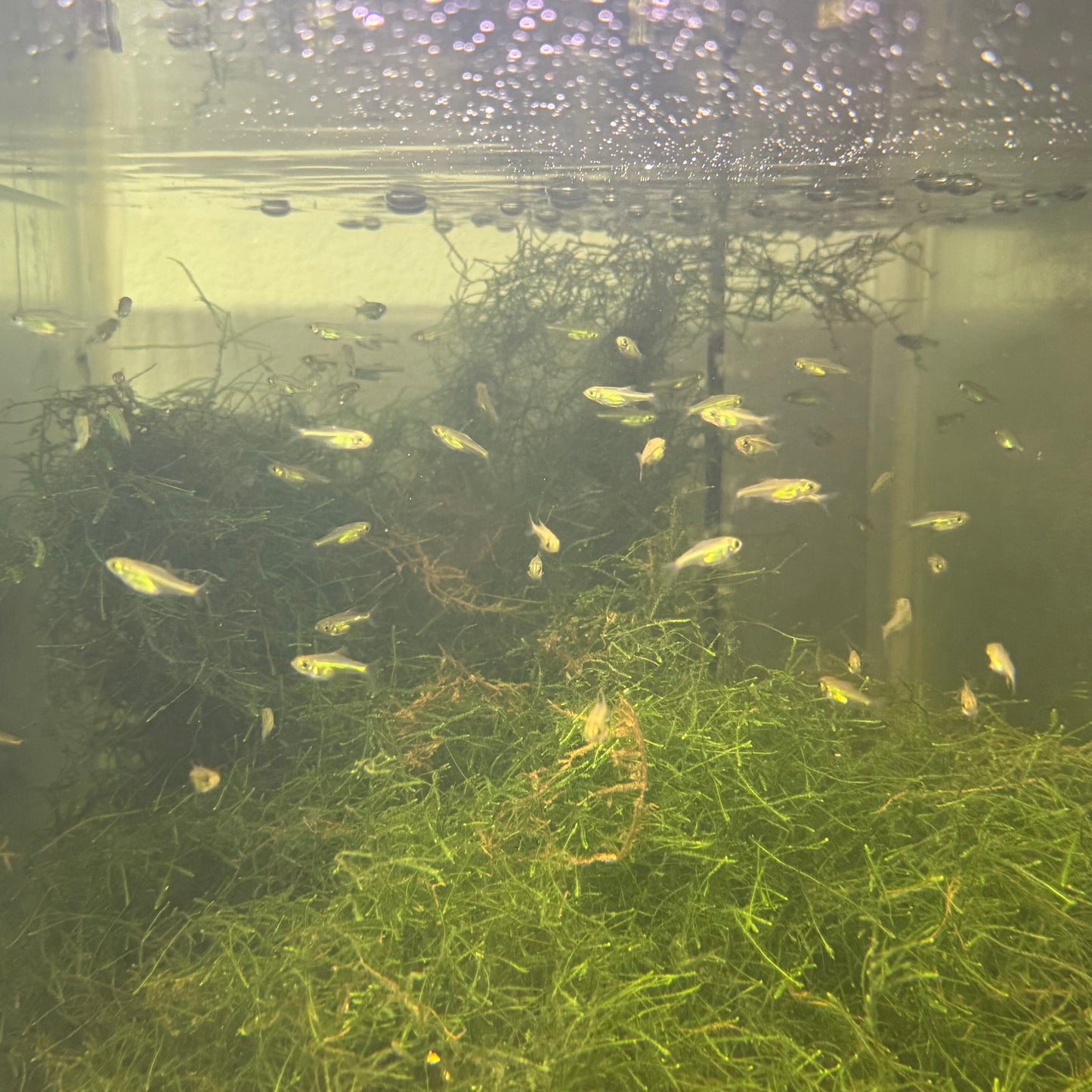 Neon Green Kubotai Rasbora