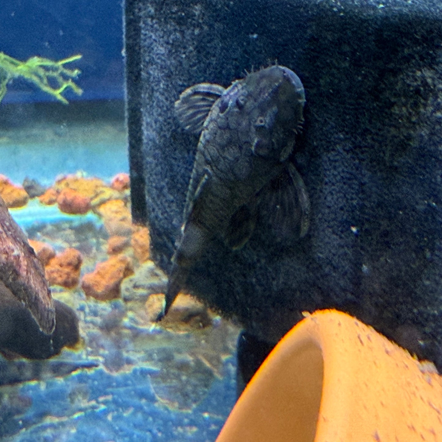 L519 “Rio Itenez” Pleco