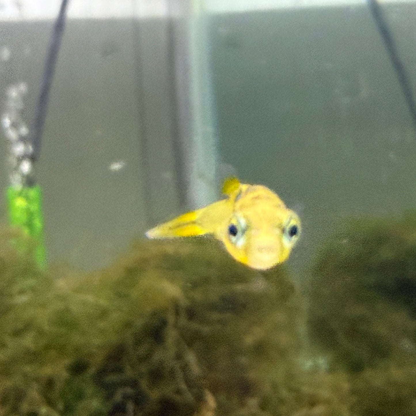 Pea Puffer