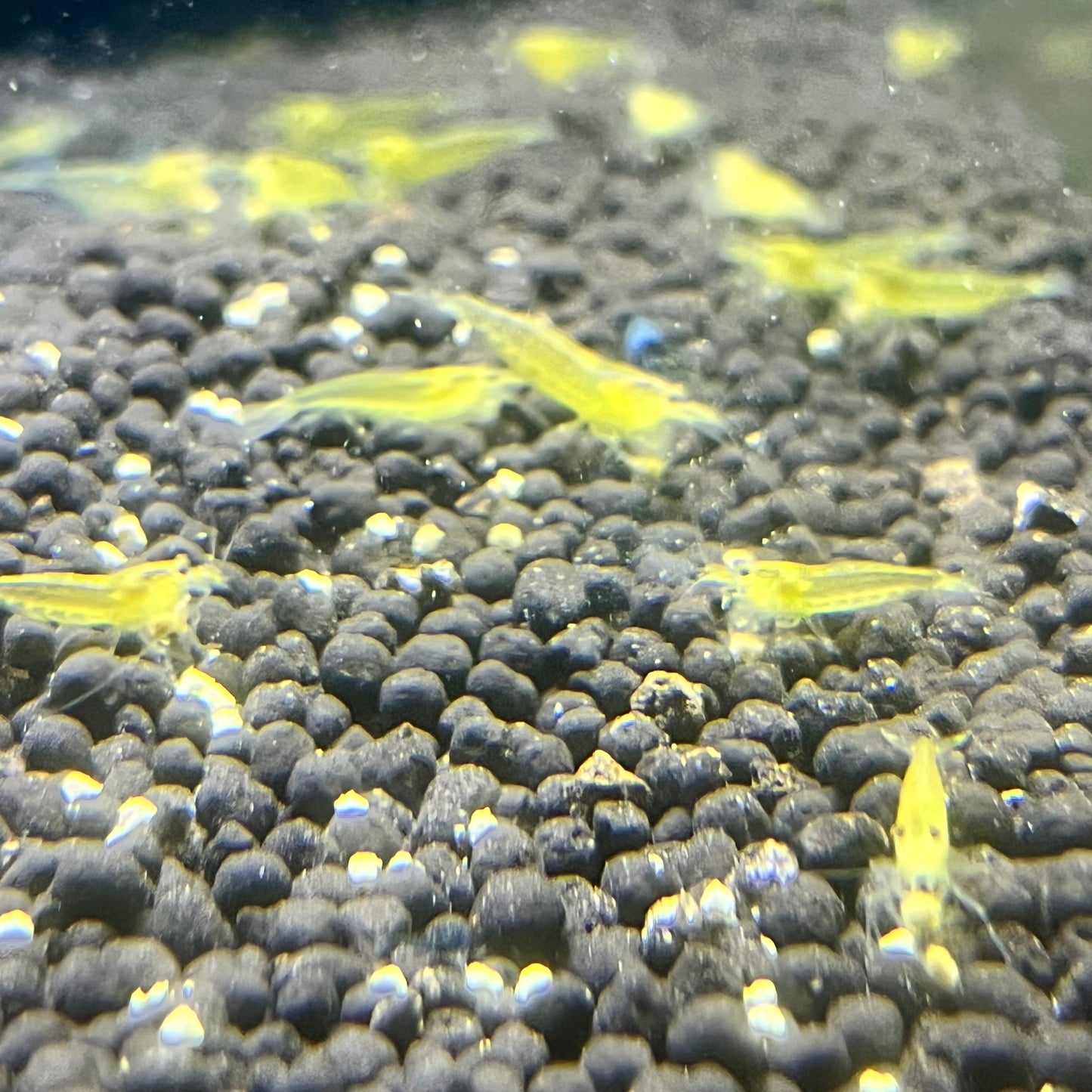Yellow Amano Shrimp