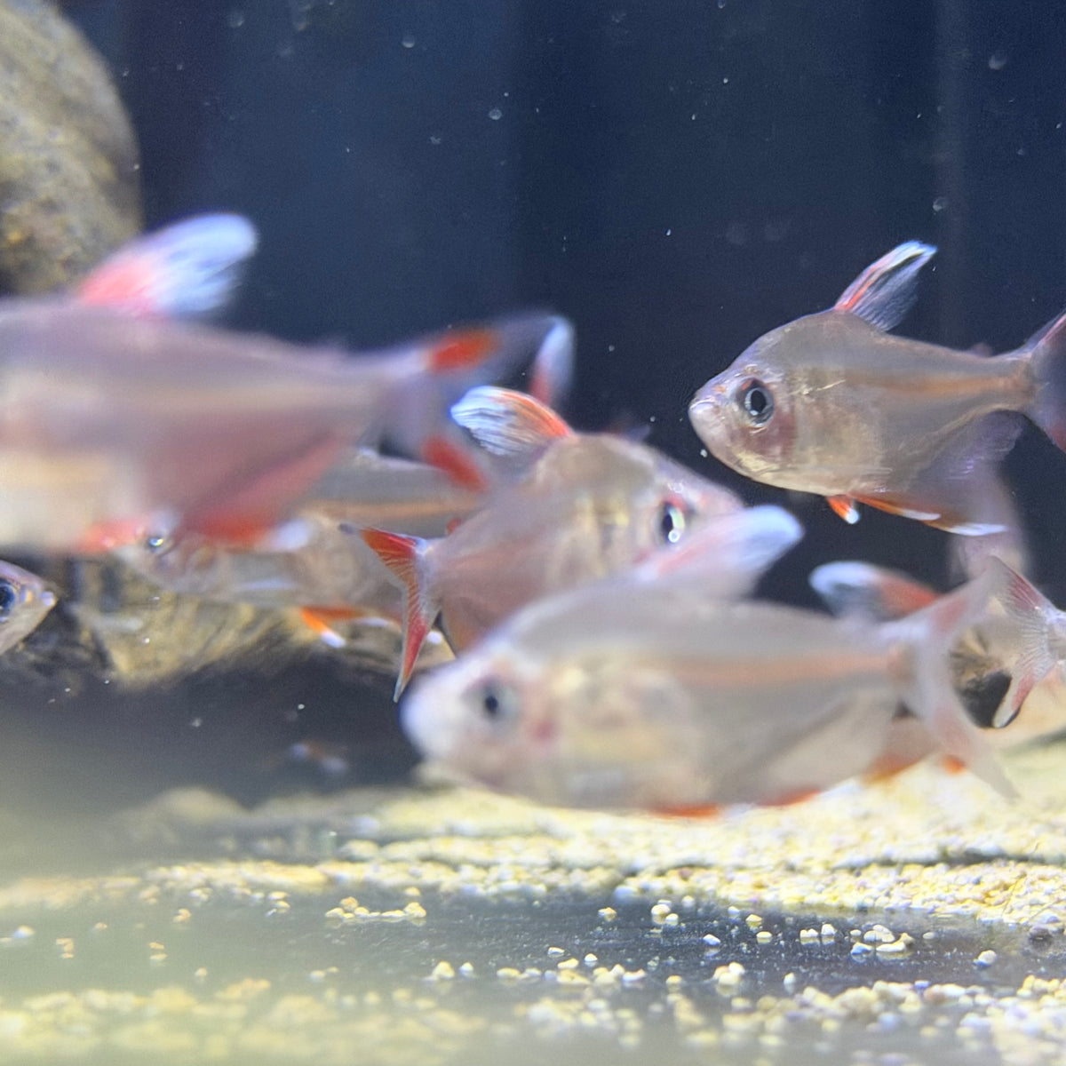 Candy Cane (HY511) Tetra