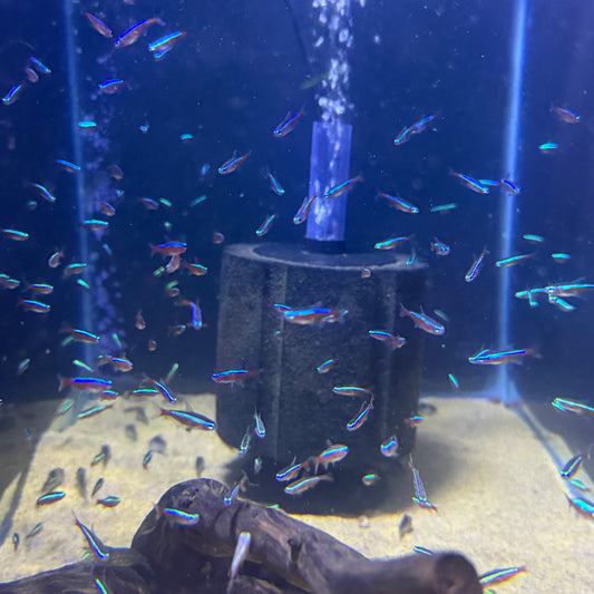 Cardinal Tetra