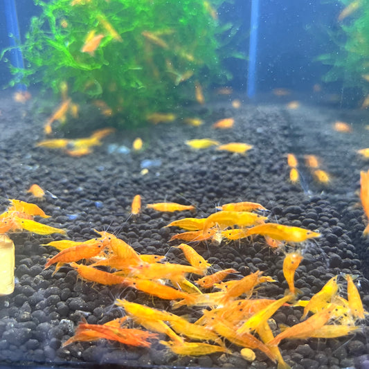 Golden Dust Shrimp