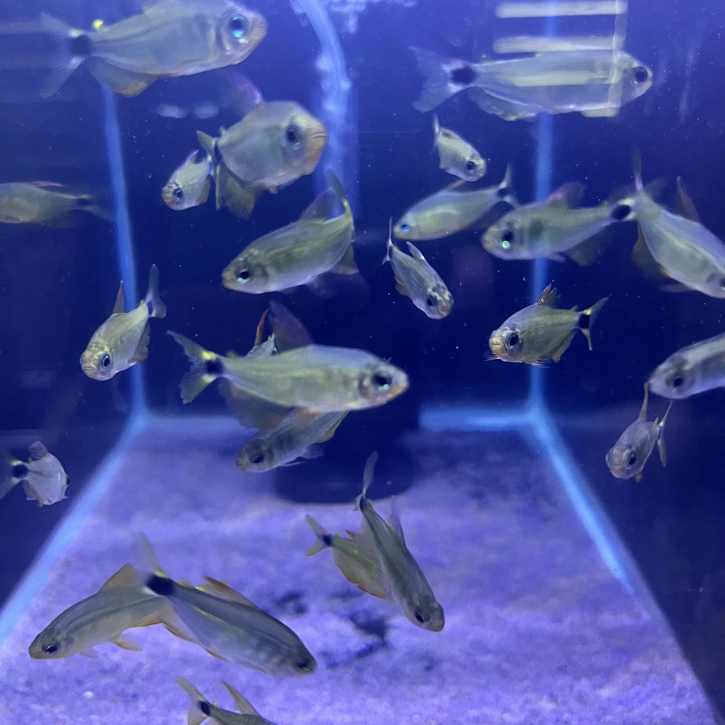 Raccoon Tetra