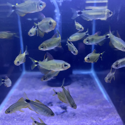Raccoon Tetra