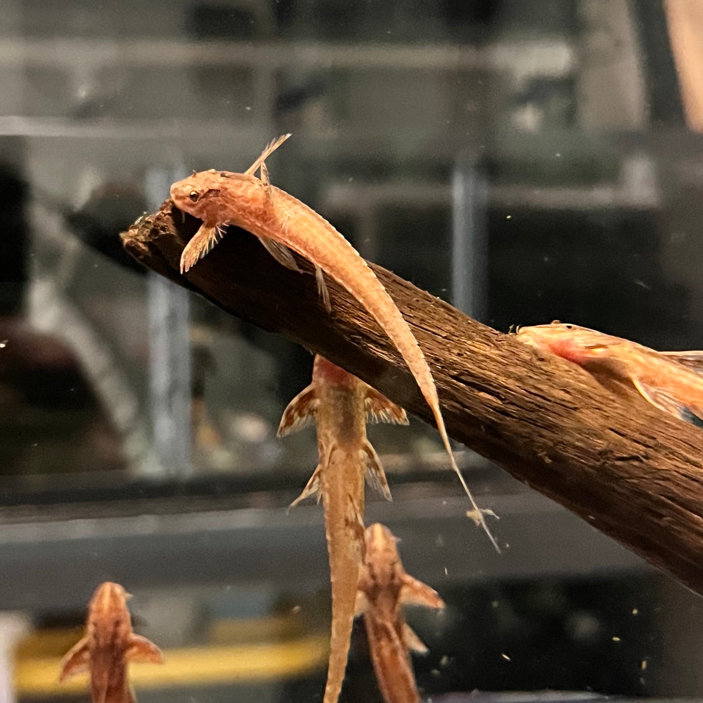 Red Lizard Whiptail Catfish