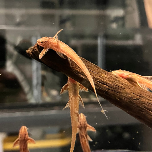 Red Lizard Whiptail Catfish