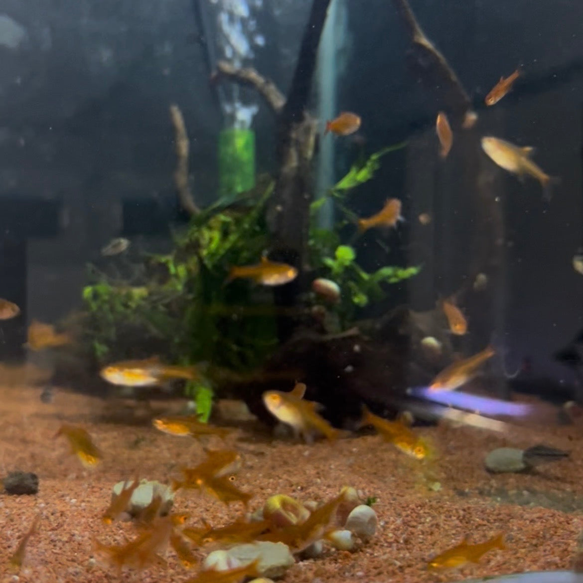 Ember Tetra (Hyphessobrycon Amandae)