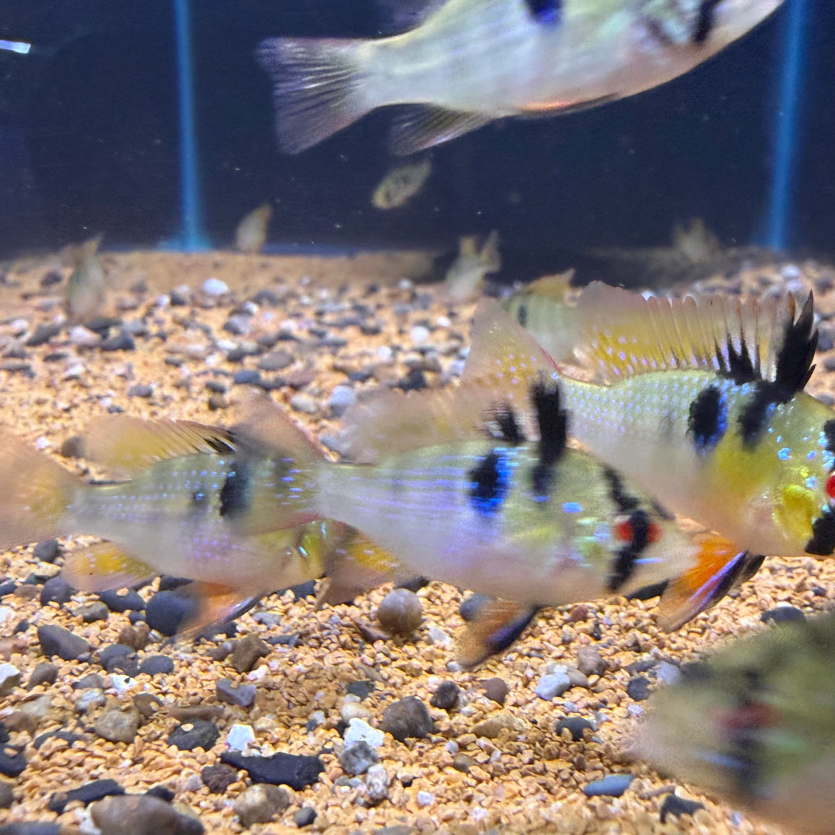 German Blue Ram