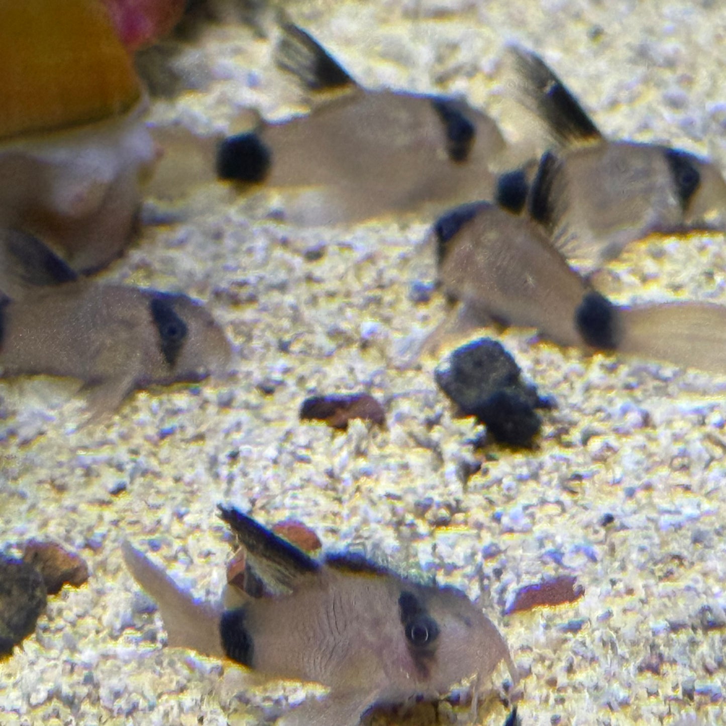 Longfin Panda Cory (Hoplisoma Panda)