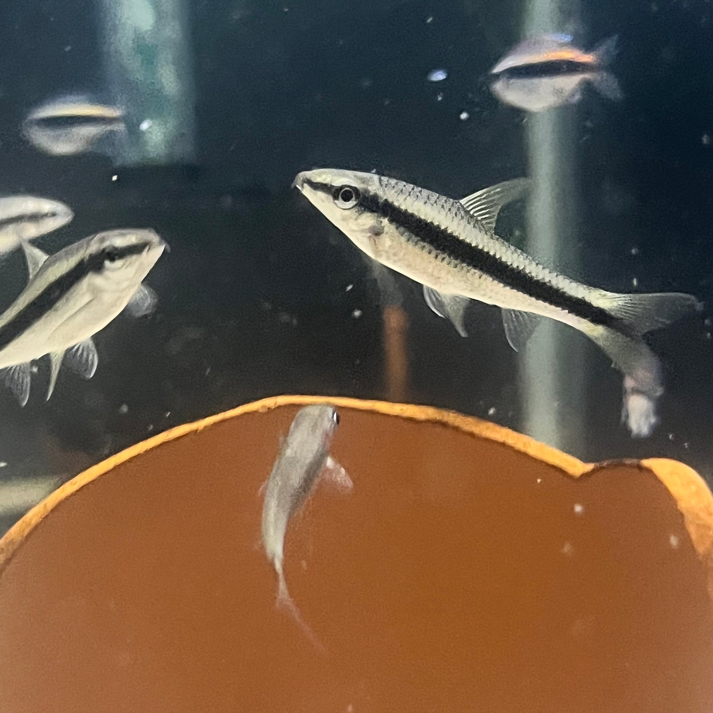 Siamese Algae Eater