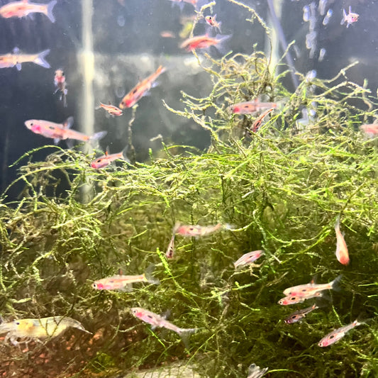 Phoenix Rasbora