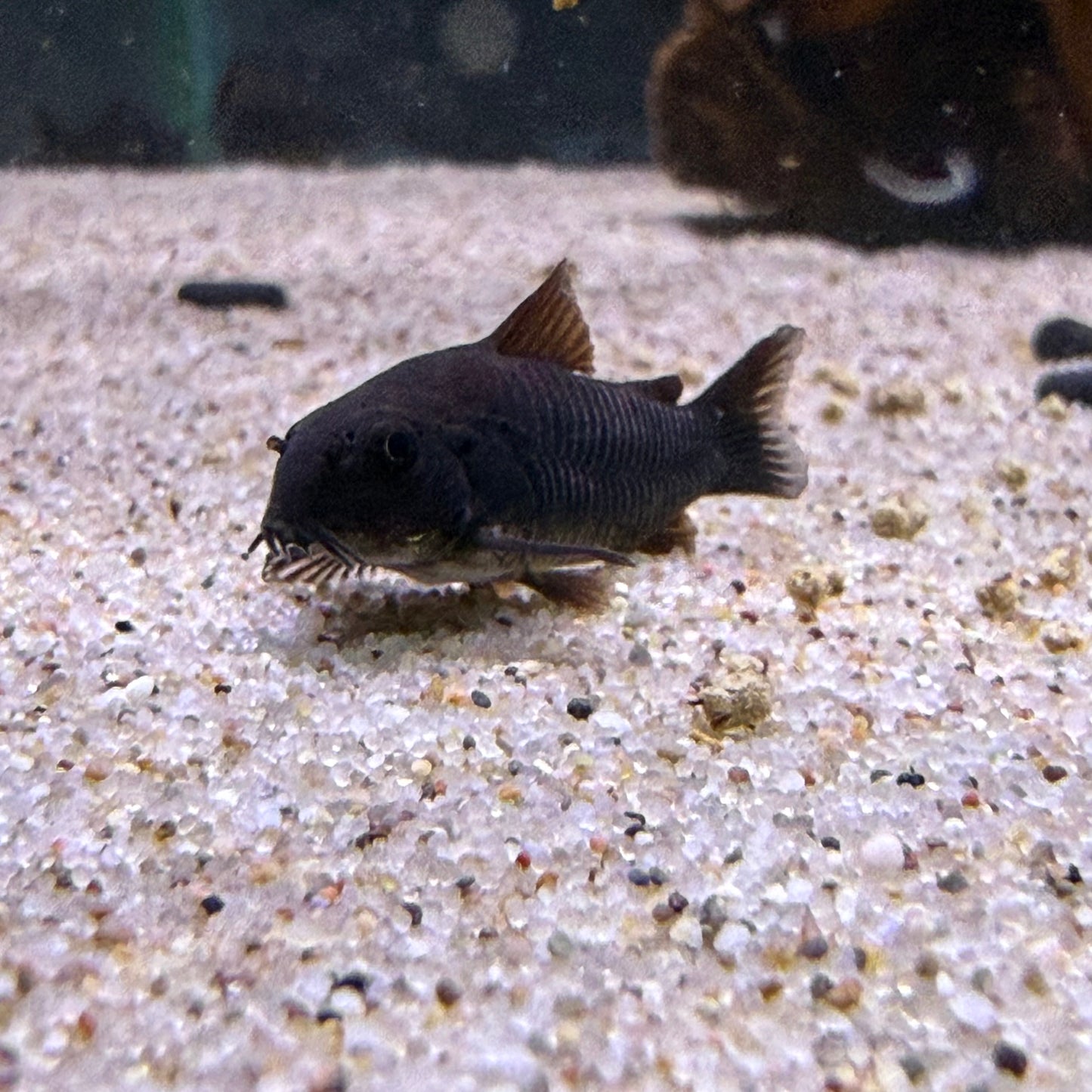Black Venezuela Cory