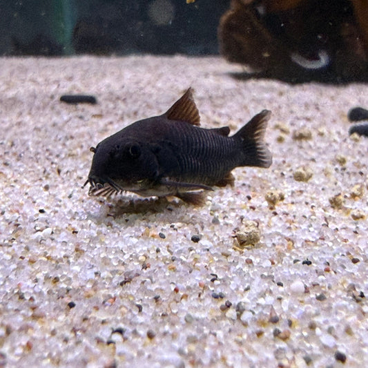Black Venezuela Cory