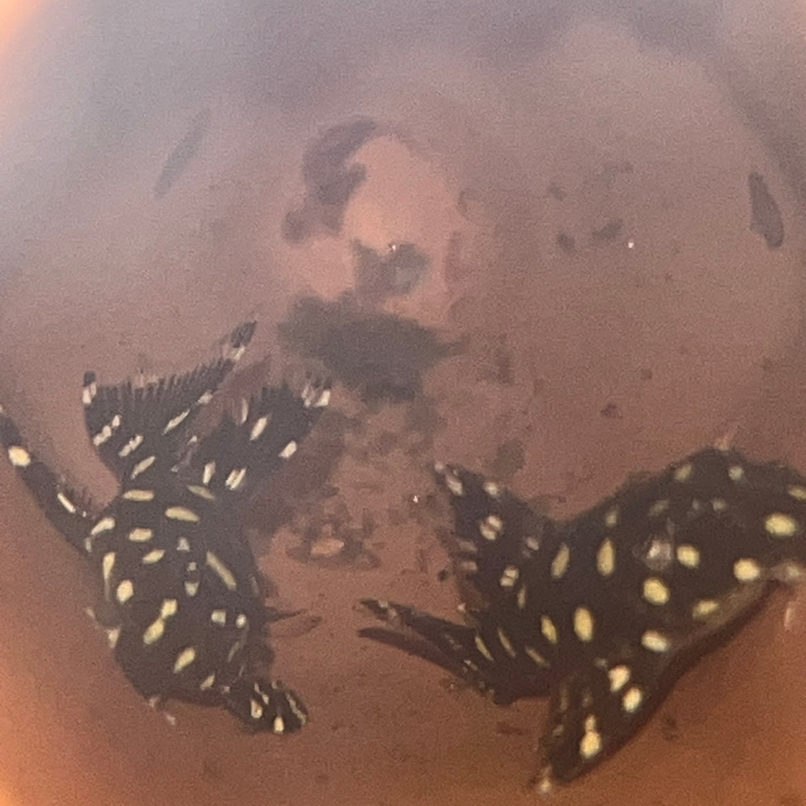 L471 Dwarf White Spotted Pleco