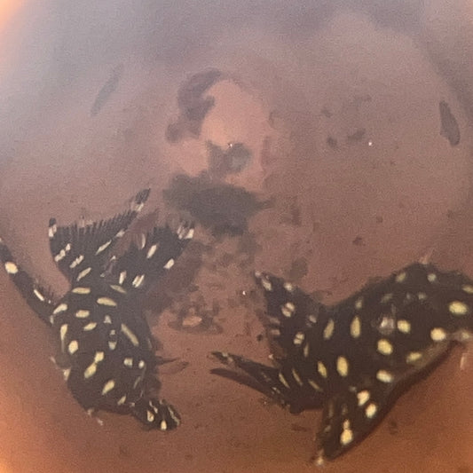 L471 Dwarf White Spotted Pleco