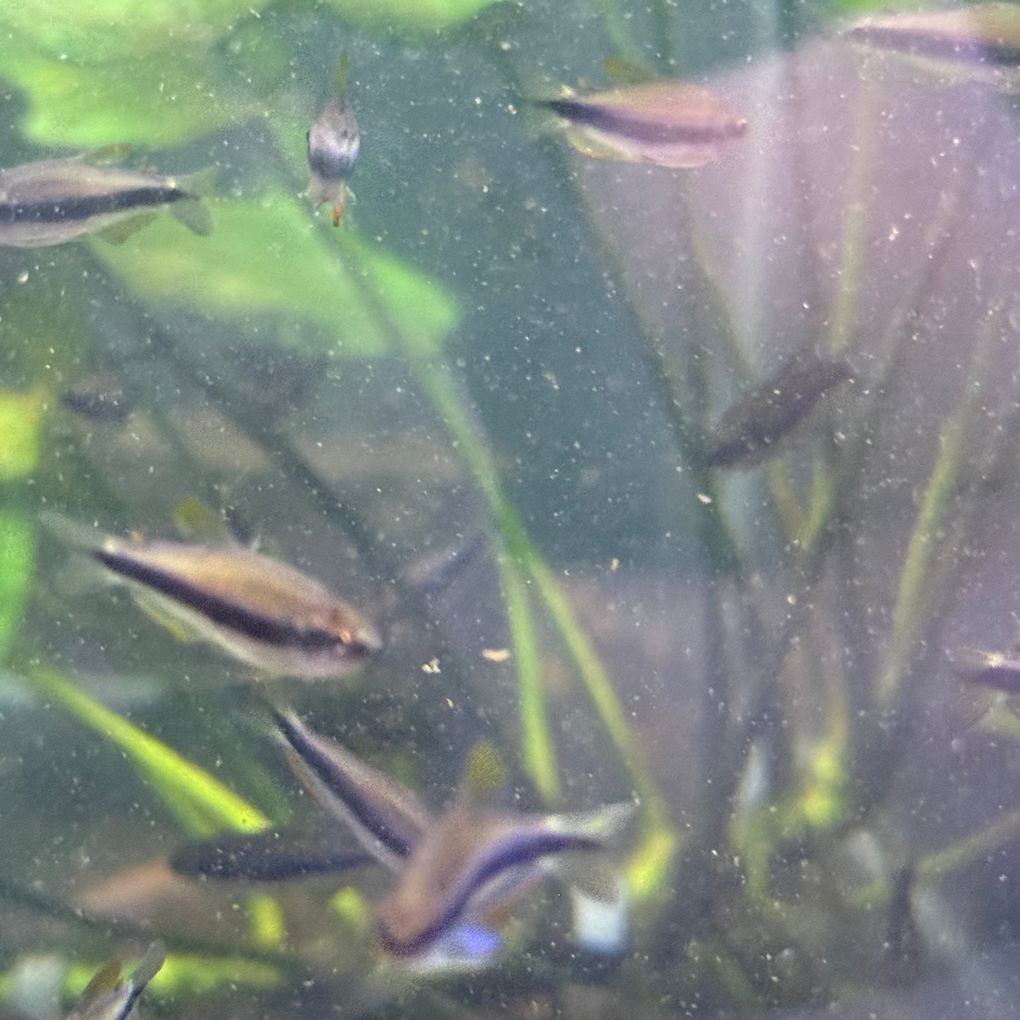 Red Eye (yellow orange Kerri) Tetra (Inpaichthys Kerri)