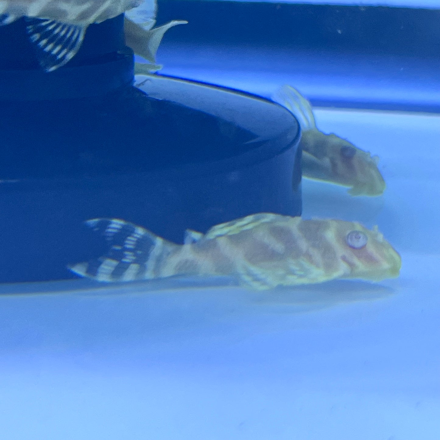 L333 “albino” king tiger pleco
