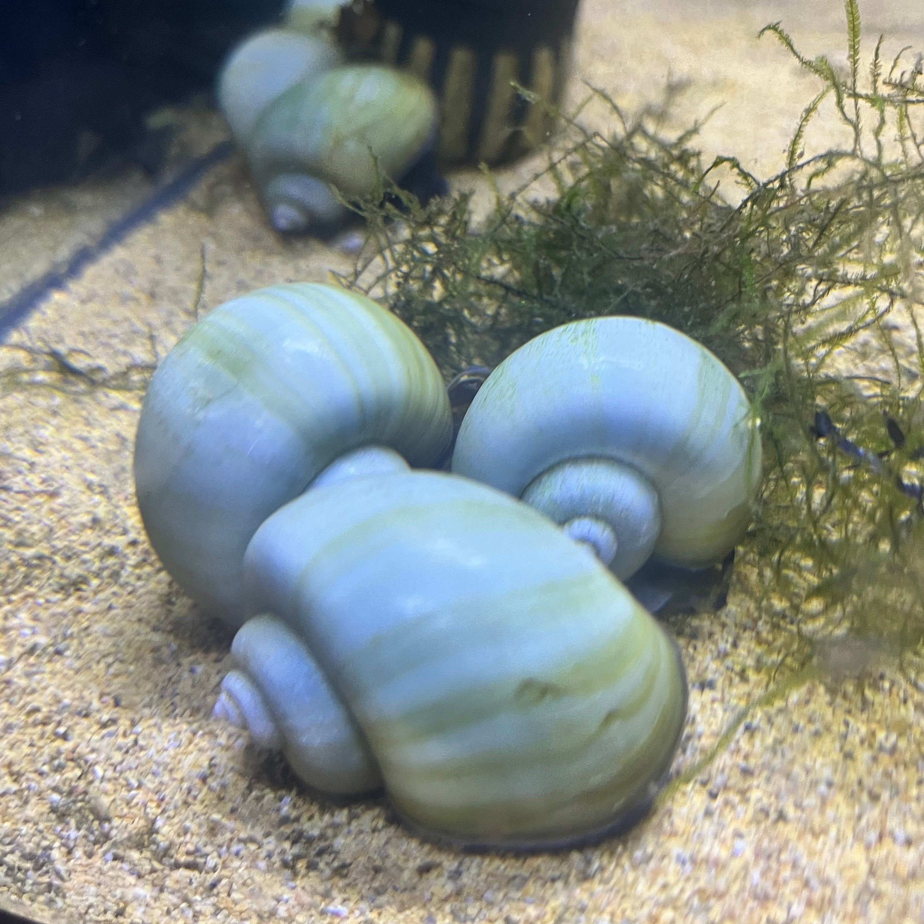 Blue Mystery Snail – Cams Rams