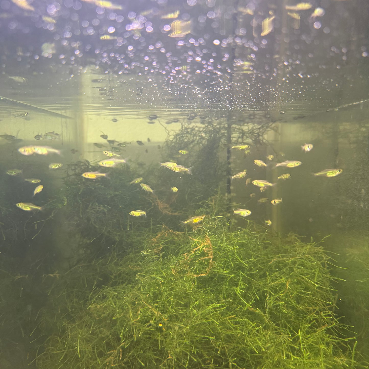 Neon Green Kubotai Rasbora