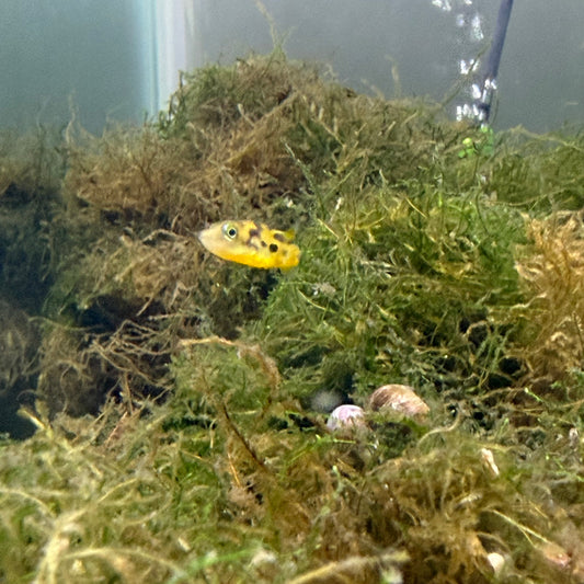 Pea Puffer