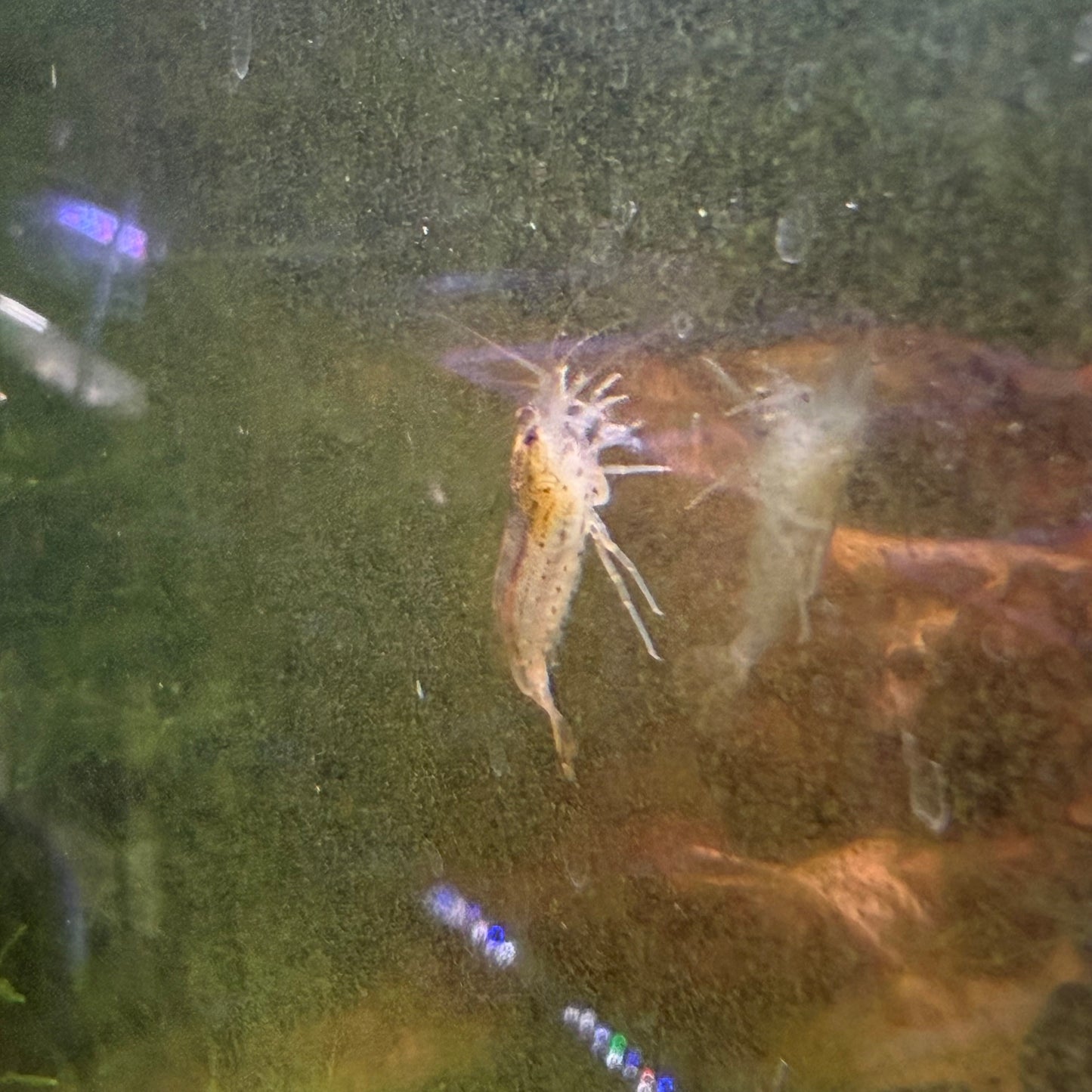 Amano Shrimp