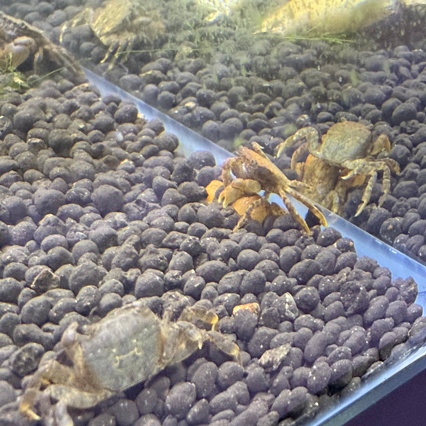 Pom Pom Crab