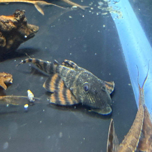 L397 Alenquer Tiger Pleco