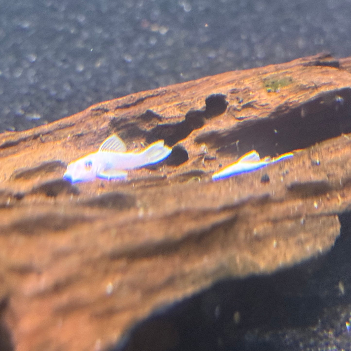 Snow White BN Pleco (Ancistrus Tritadiatus L-144)