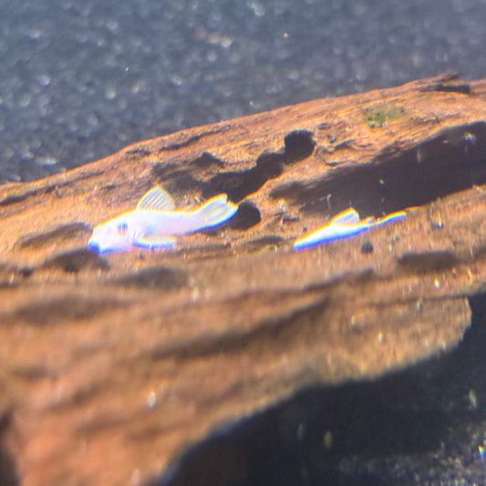 Snow White BN Pleco
