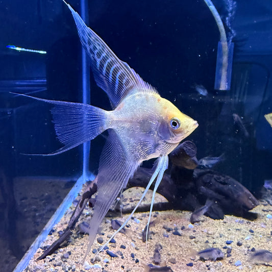 Red Head Dimond Longfin Angelfish