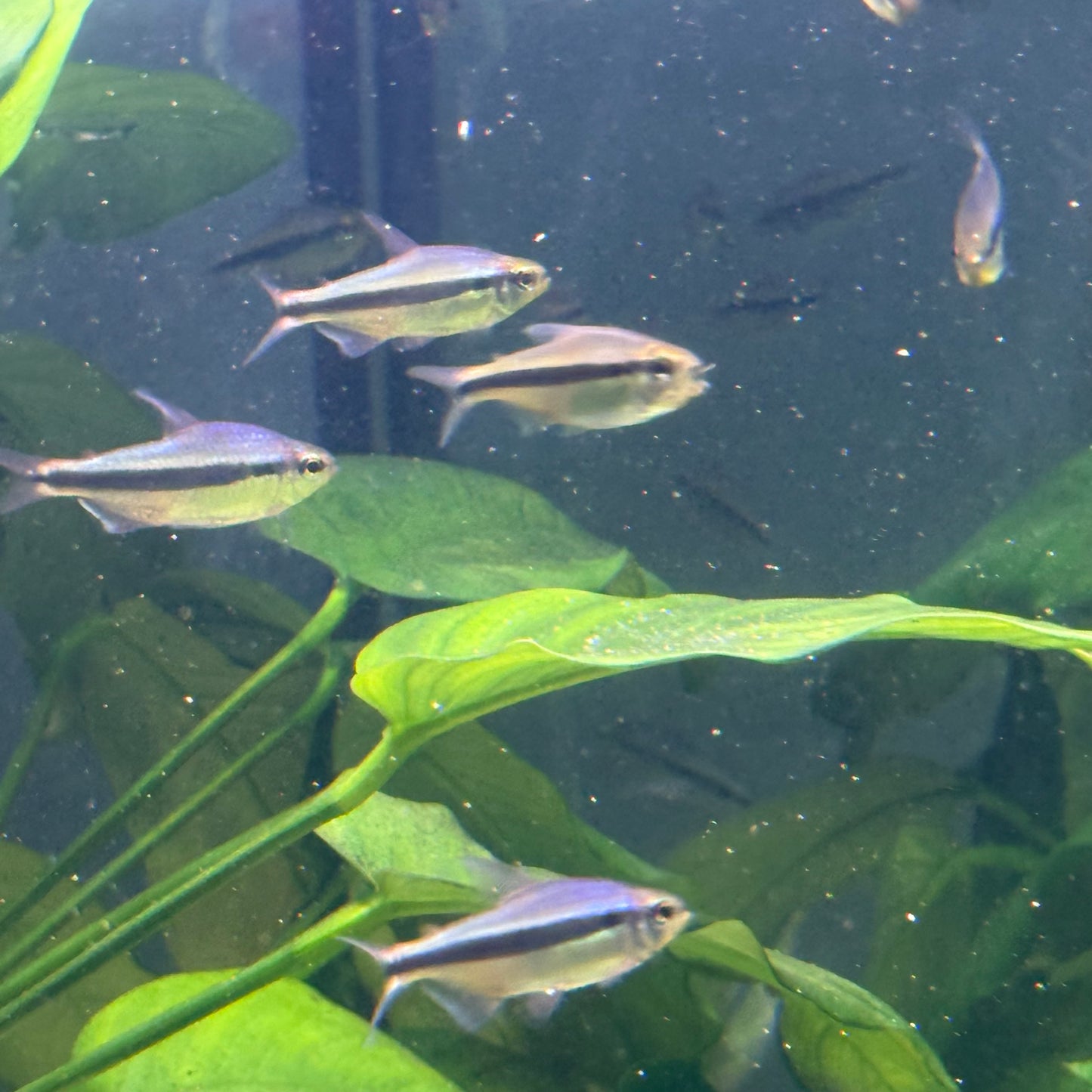 Imperial Lapis Tetra